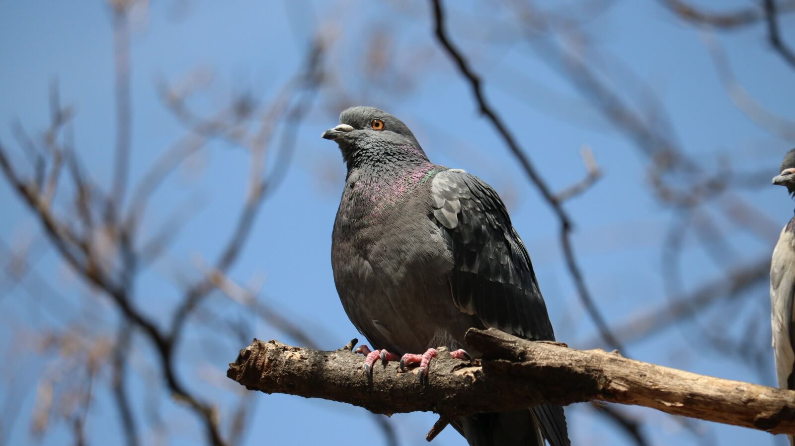 Canon EOS 750D (EOS Rebel T6i / EOS Kiss X8i) sample photo. Nature, new, wildlife photography