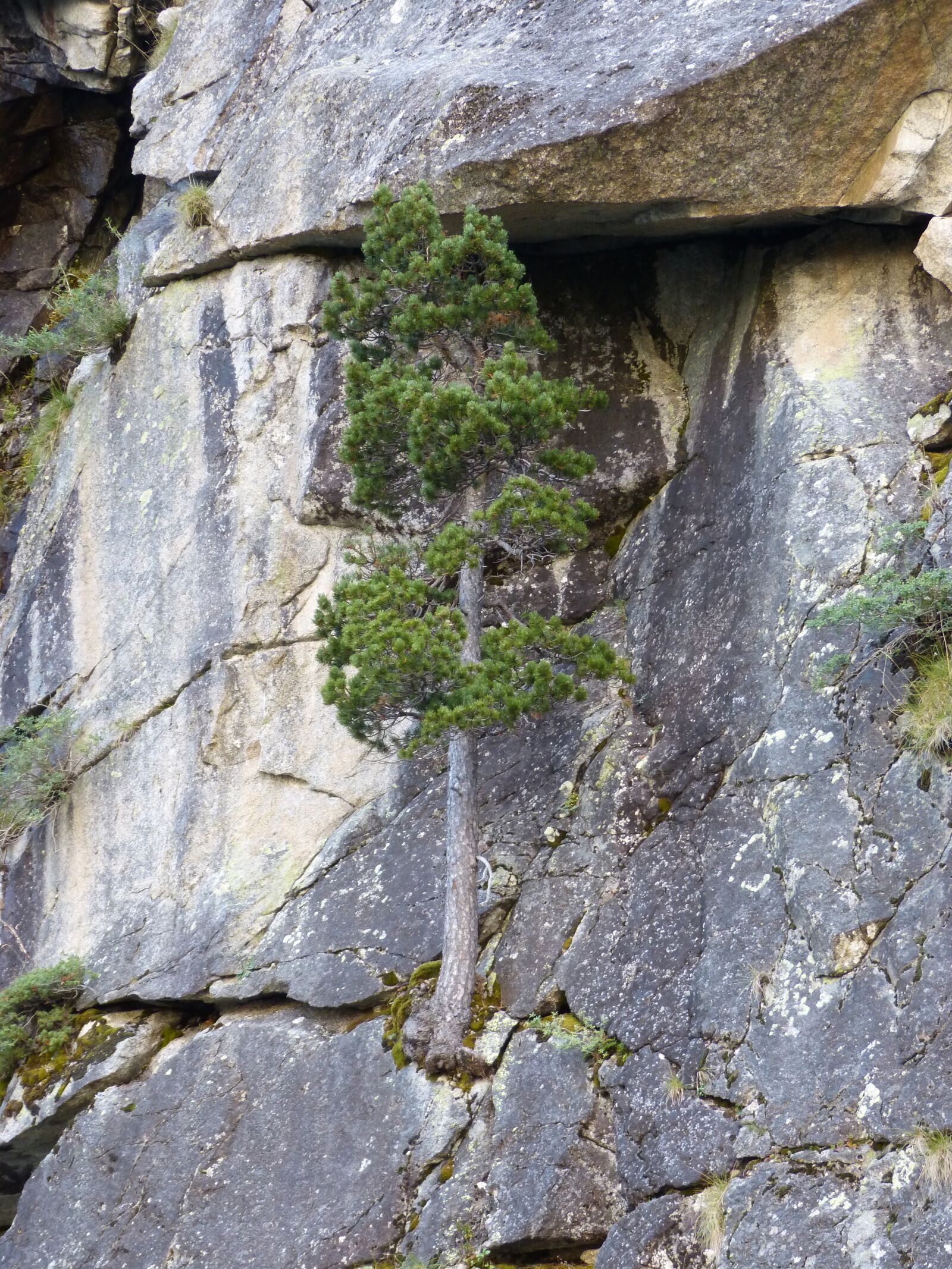 Panasonic DMC-FZ62 sample photo. Tree, pine, rock photography