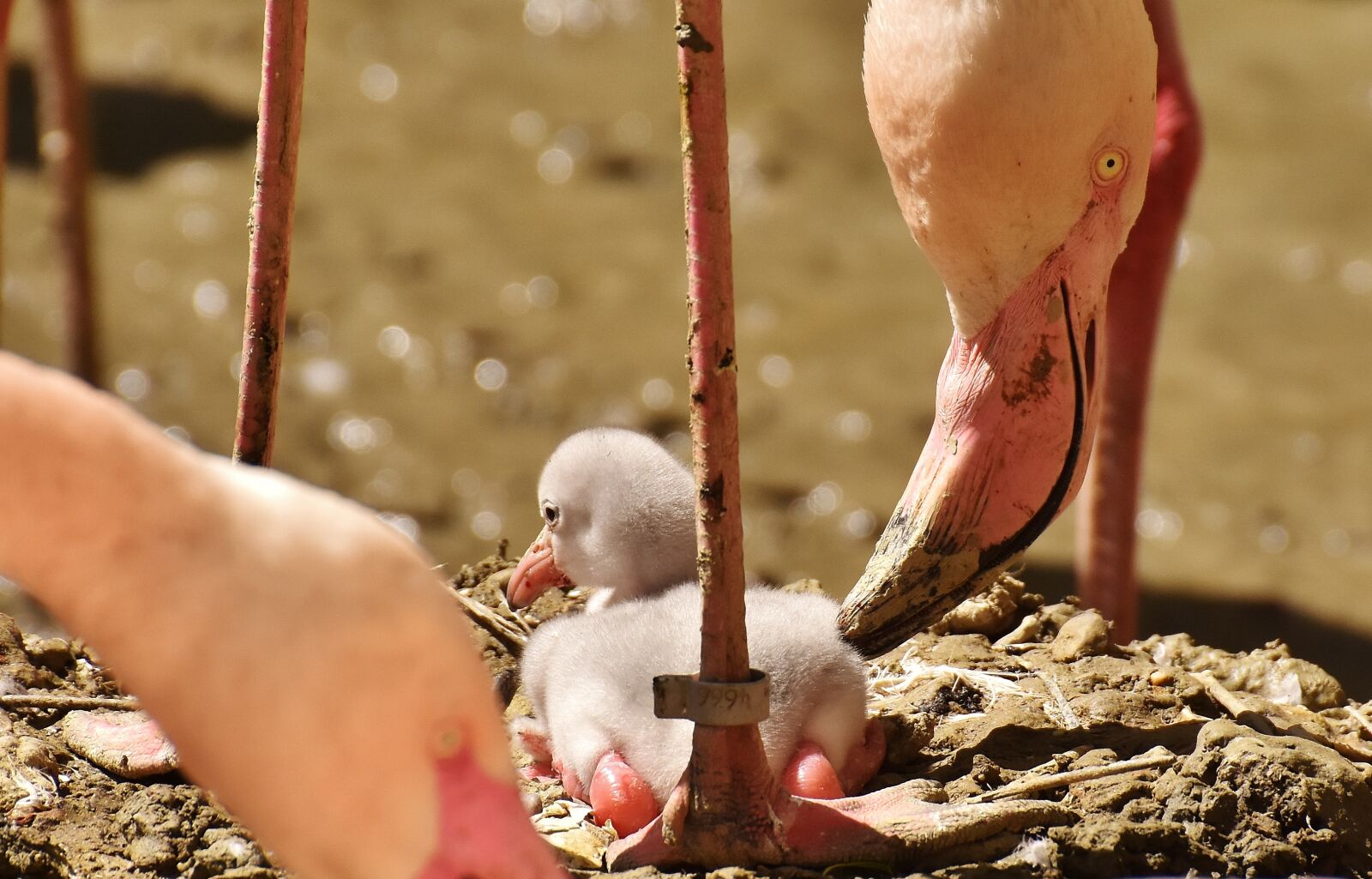 Nikon D7200 sample photo. Flamingos, chicks, cute photography
