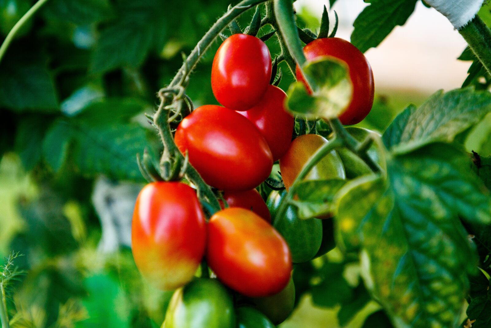 Canon EOS 80D sample photo. Tomatoes, vegetables, garden photography