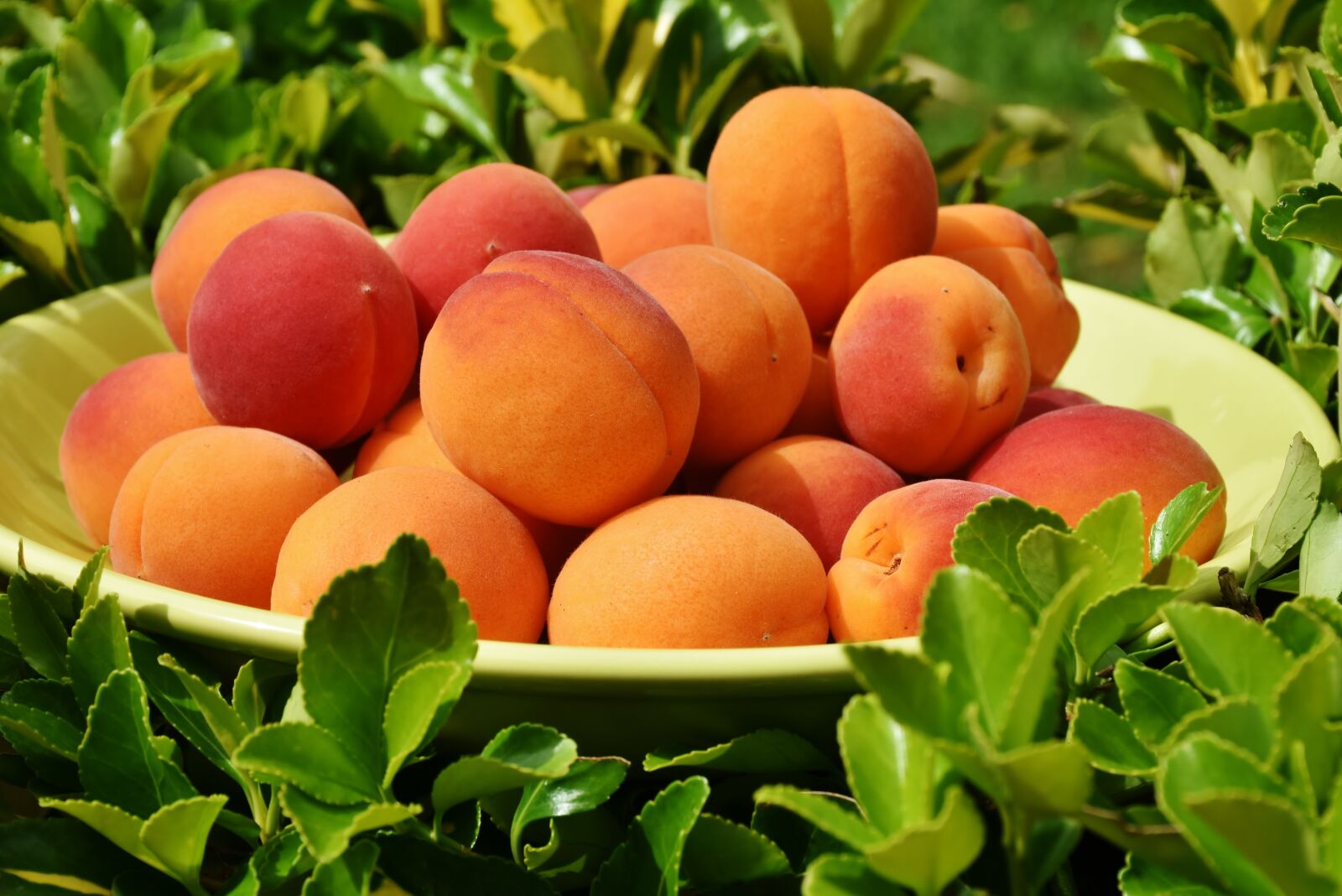 Nikon D7200 sample photo. Apricots, apricot, fruit photography