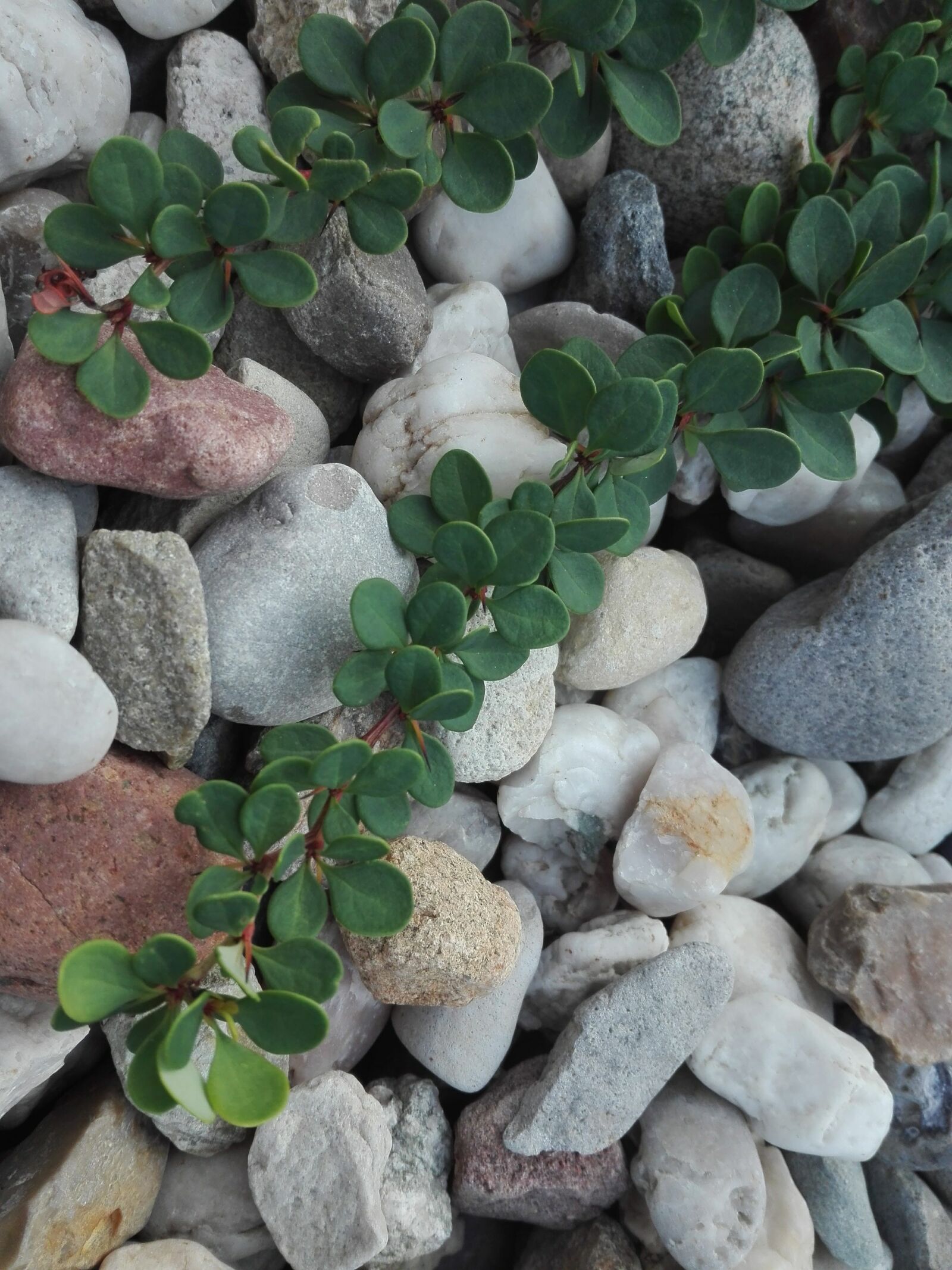 HUAWEI P8 Lite sample photo. The stones, plant, green photography