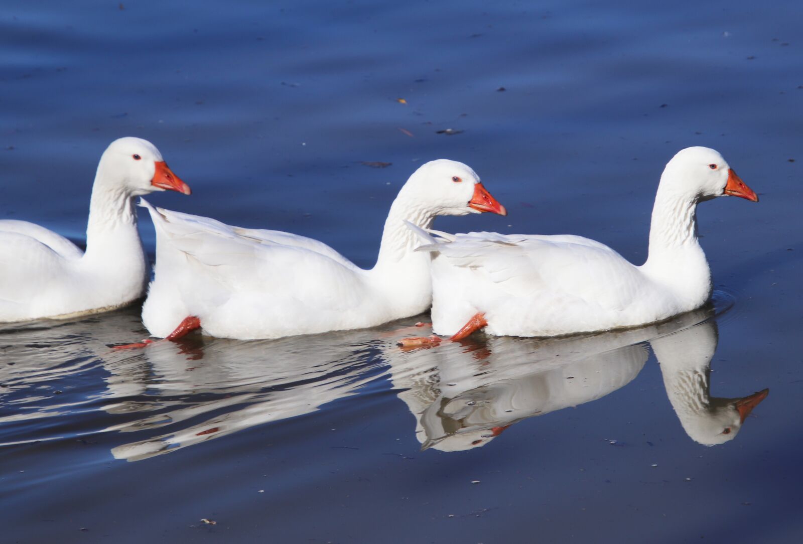 Canon EOS 800D (EOS Rebel T7i / EOS Kiss X9i) sample photo. Geese, poultry, birds photography