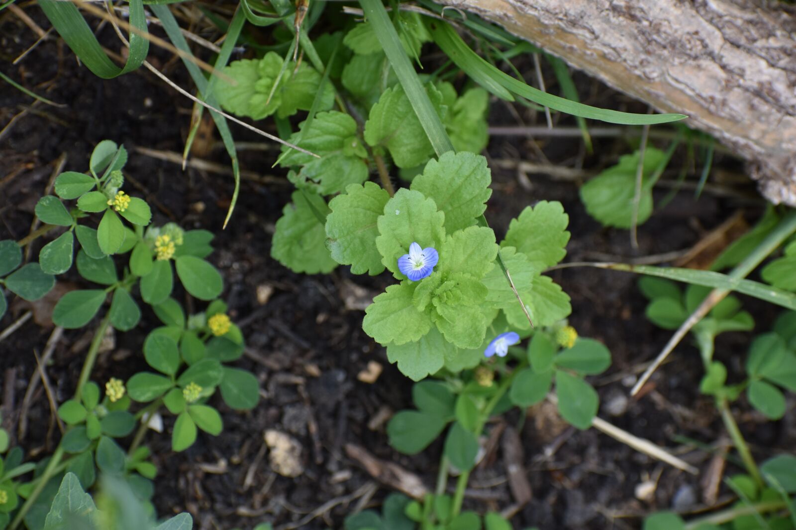 Nikon D3500 sample photo. Myosostis, flowers, garden photography