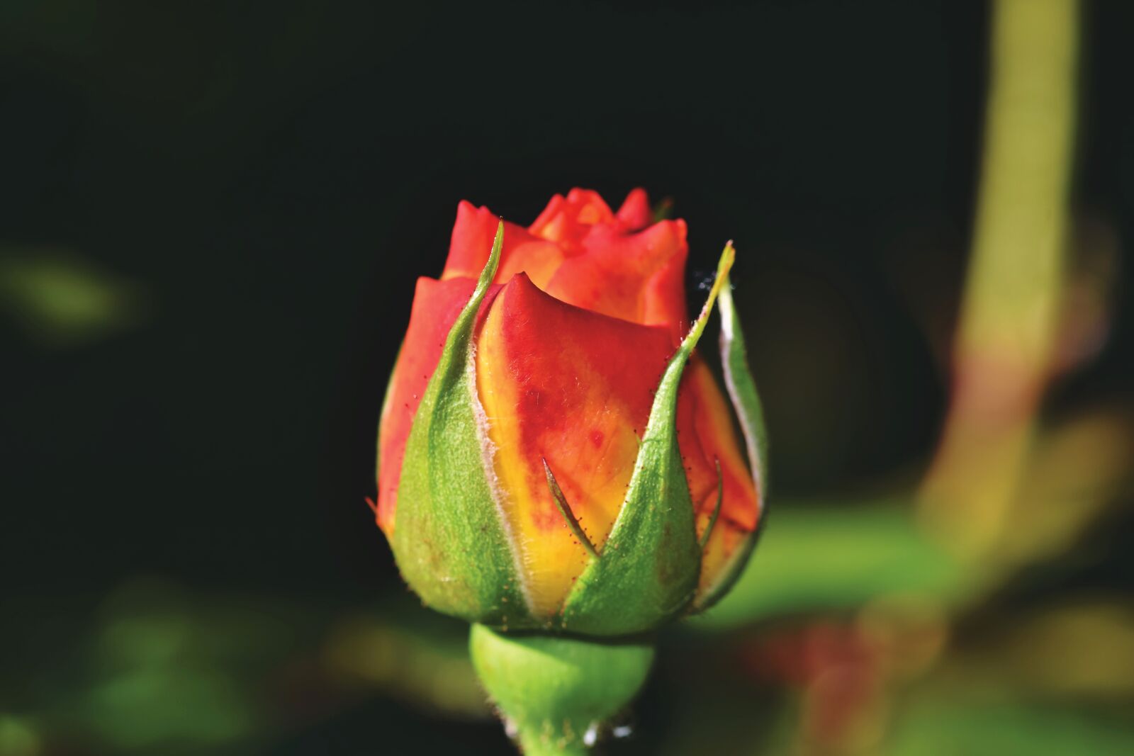 Nikon D7200 sample photo. Rose, rosebud, rose bloom photography