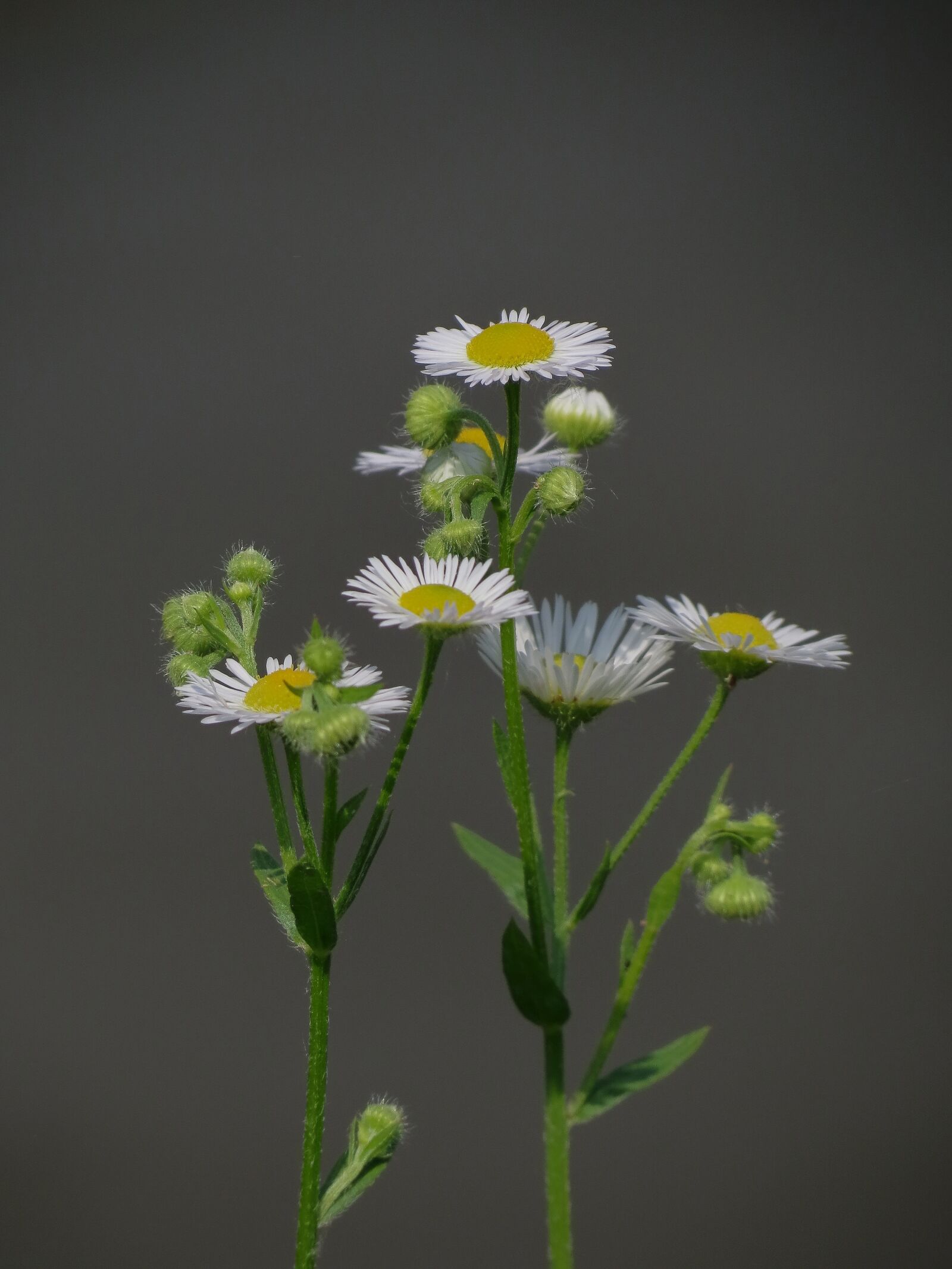 Canon PowerShot SX40 HS sample photo. Prato, nature, outdoors photography