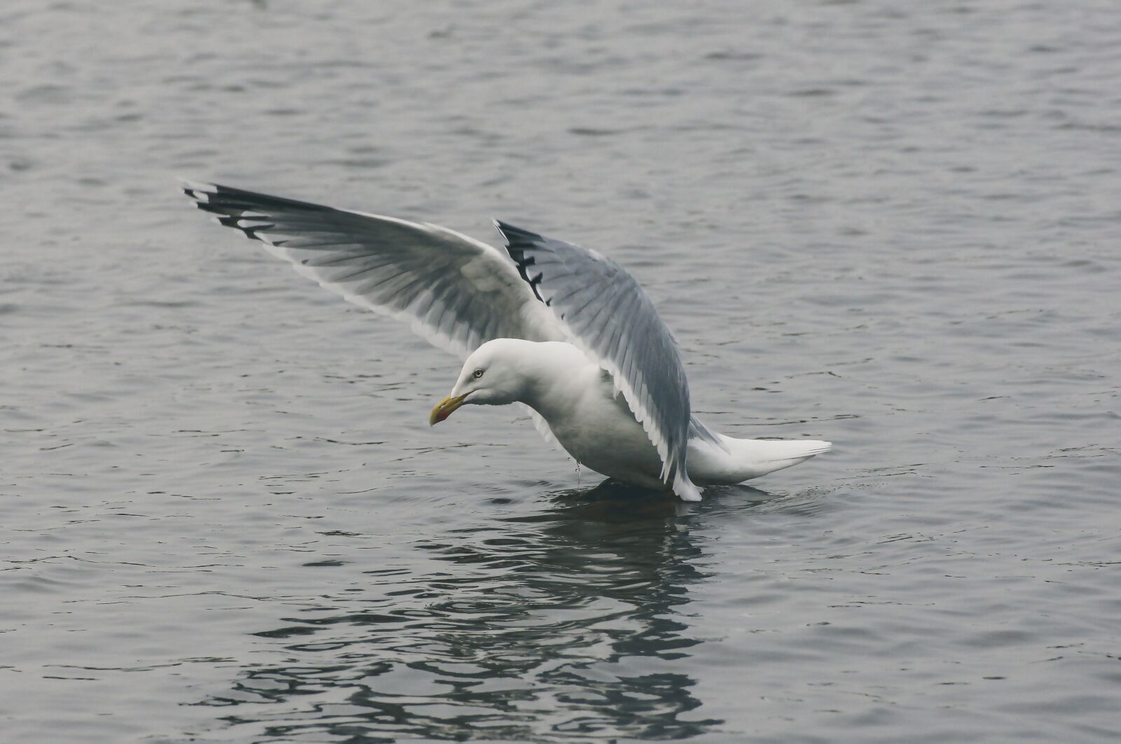Sony SLT-A55 (SLT-A55V) sample photo. Seagull, flying, water photography