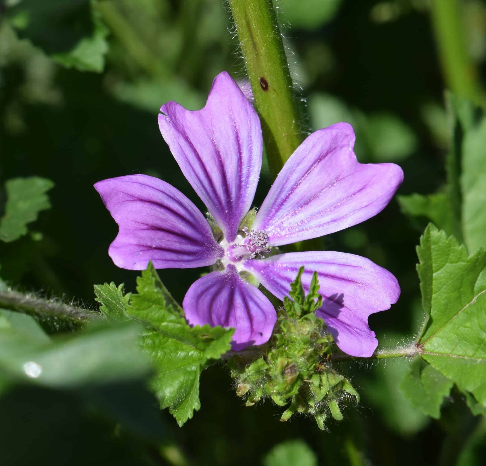 Nikon D3300 sample photo. Garden, petal, green leaf photography