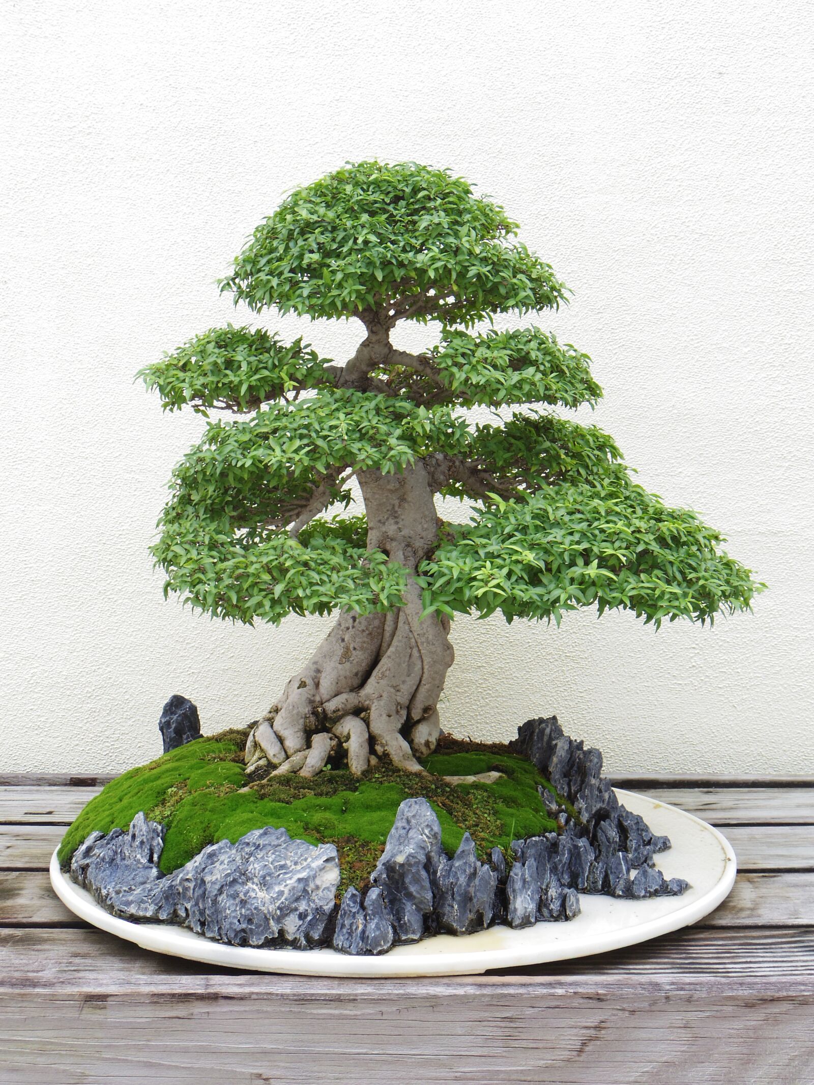 Pentax Q10 sample photo. Bonsai, tree, plant photography