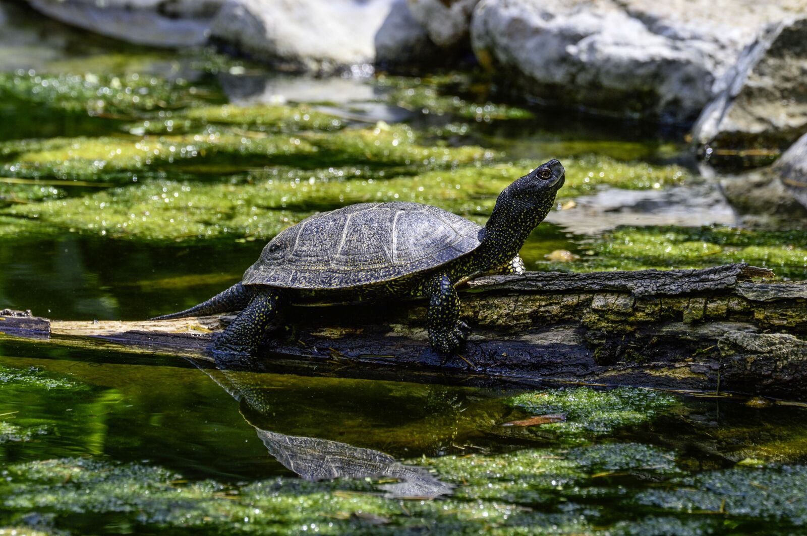 Nikon D3200 sample photo. European, marsh turtle, turtle photography