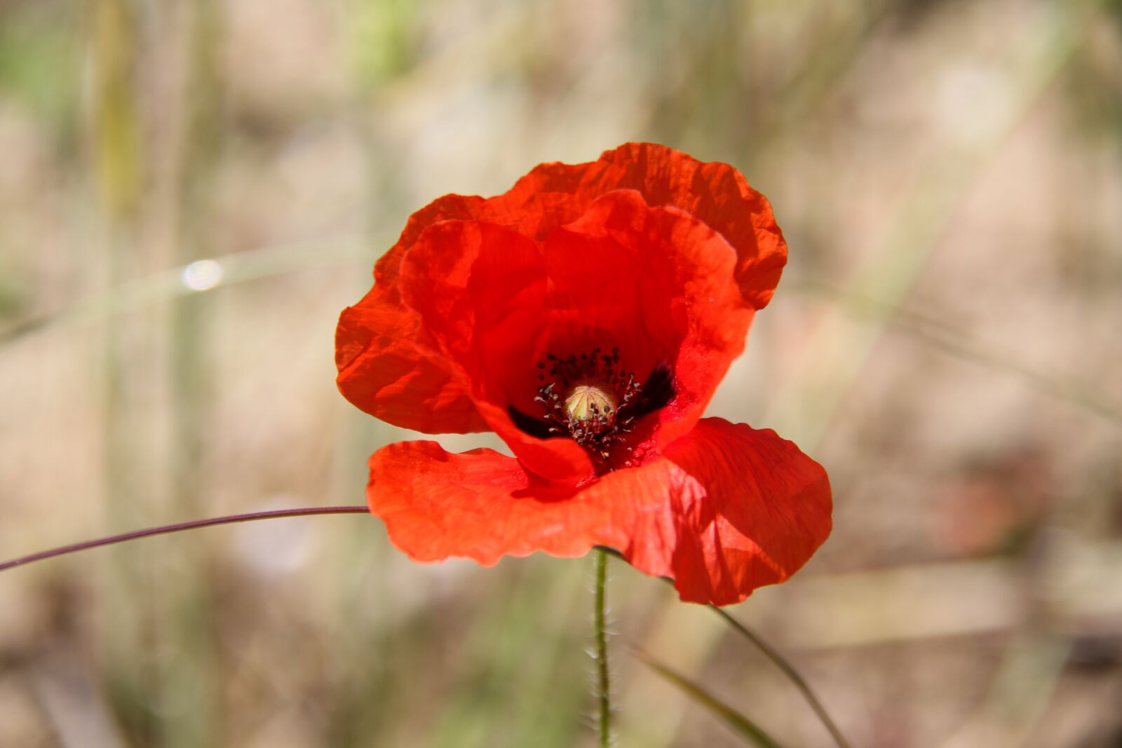 Canon EOS 7D + Canon EF-S 18-200mm F3.5-5.6 IS sample photo. Poppy, flower, nature photography