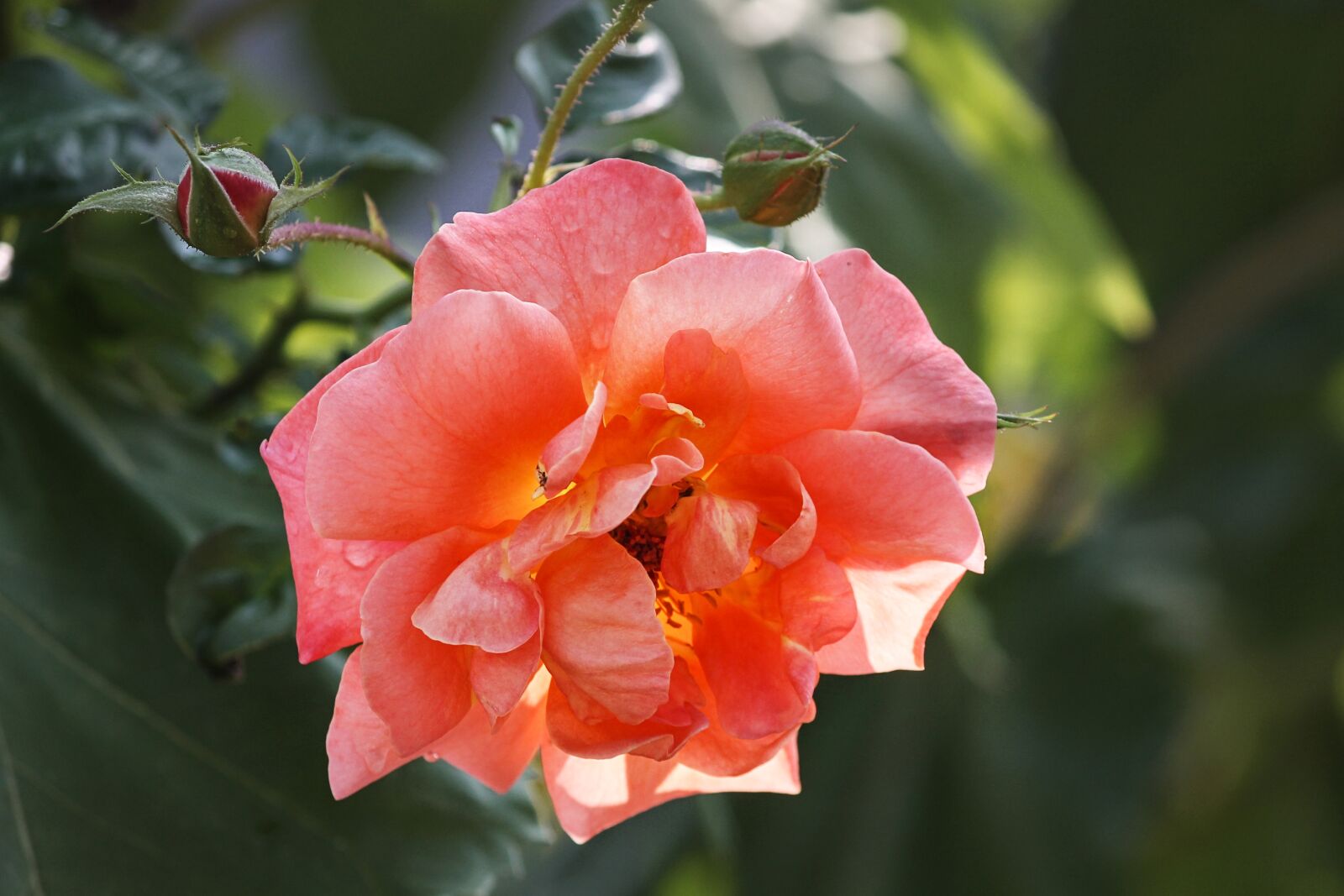 Canon EOS 1100D (EOS Rebel T3 / EOS Kiss X50) sample photo. Rose, pink, bud photography