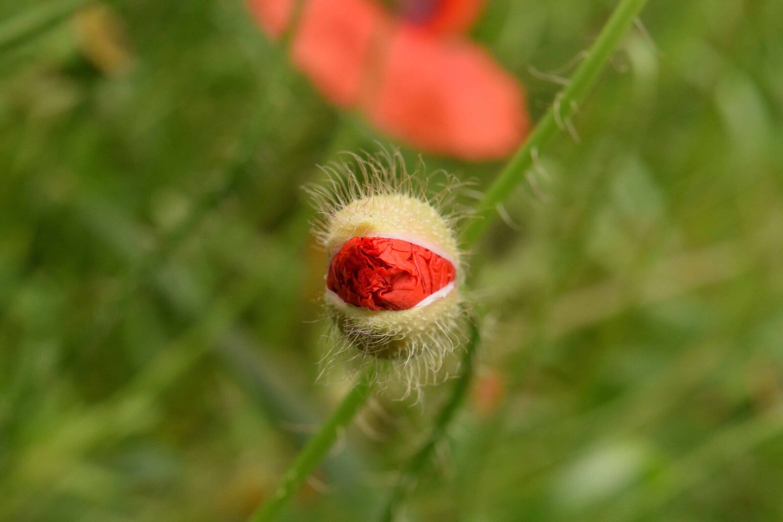 Nikon D3300 sample photo. Green grass, summer, nature photography