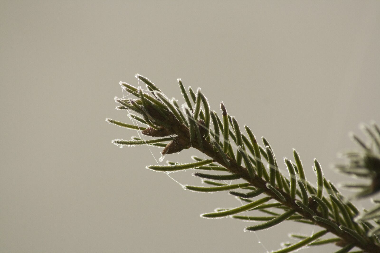 Canon EOS 1000D (EOS Digital Rebel XS / EOS Kiss F) sample photo. Conifer, ripe, ice photography
