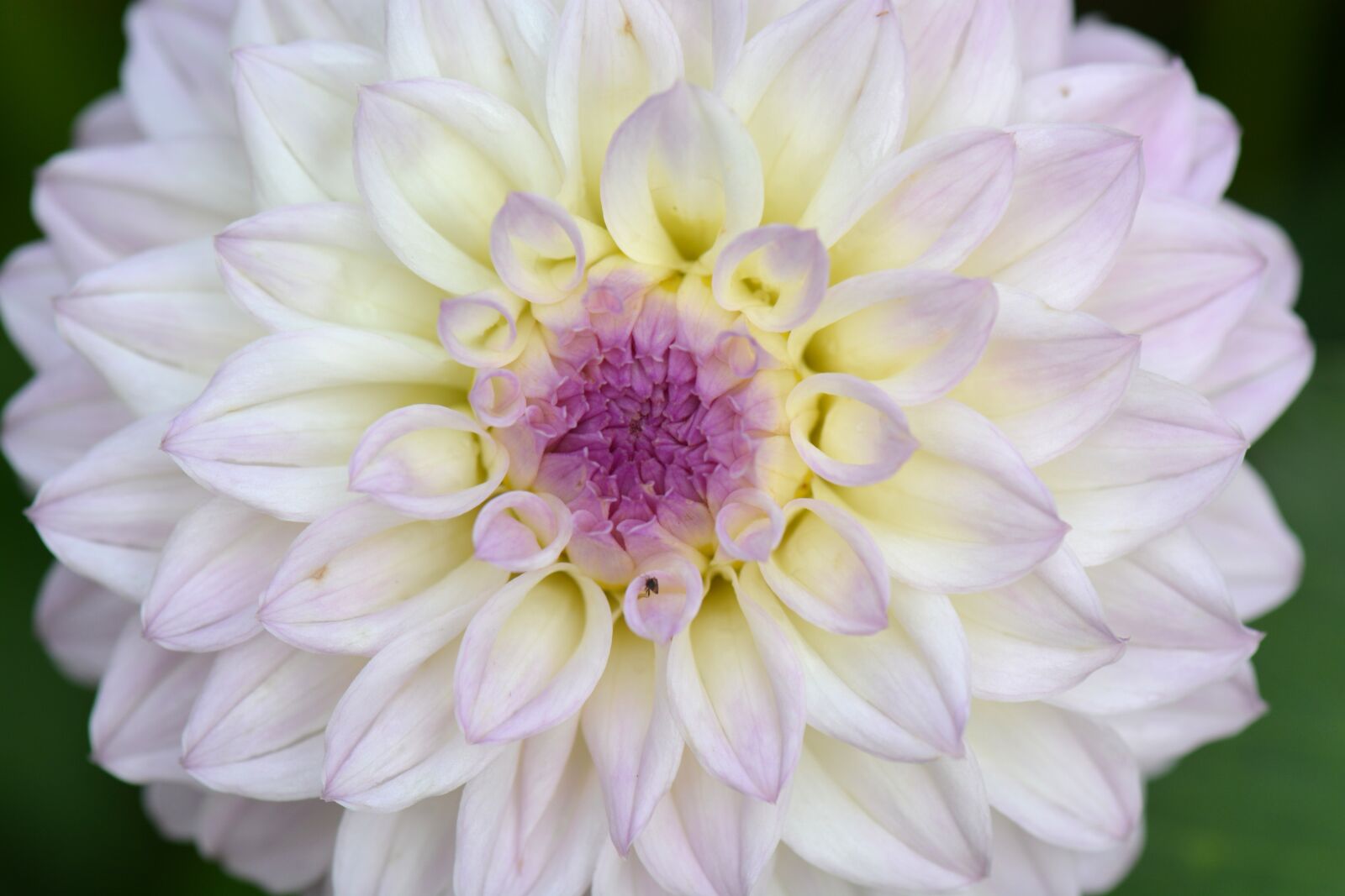 Nikon D5200 sample photo. Flower, nature, dahlia photography