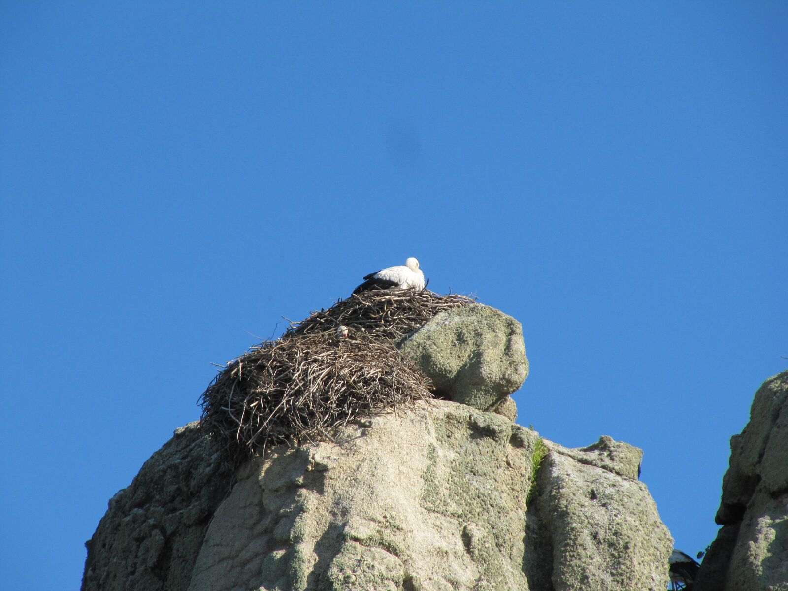 Canon PowerShot SX200 IS sample photo. Stork, nest, nature photography