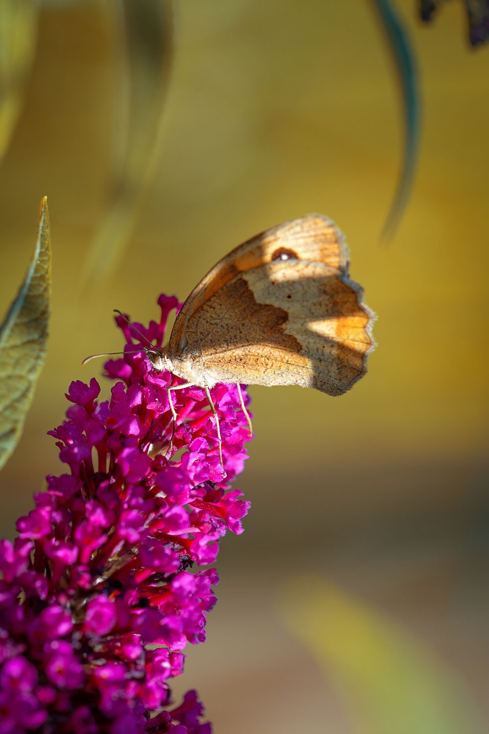 Nikon D7100 sample photo. Butterfly, lycaon, animal photography