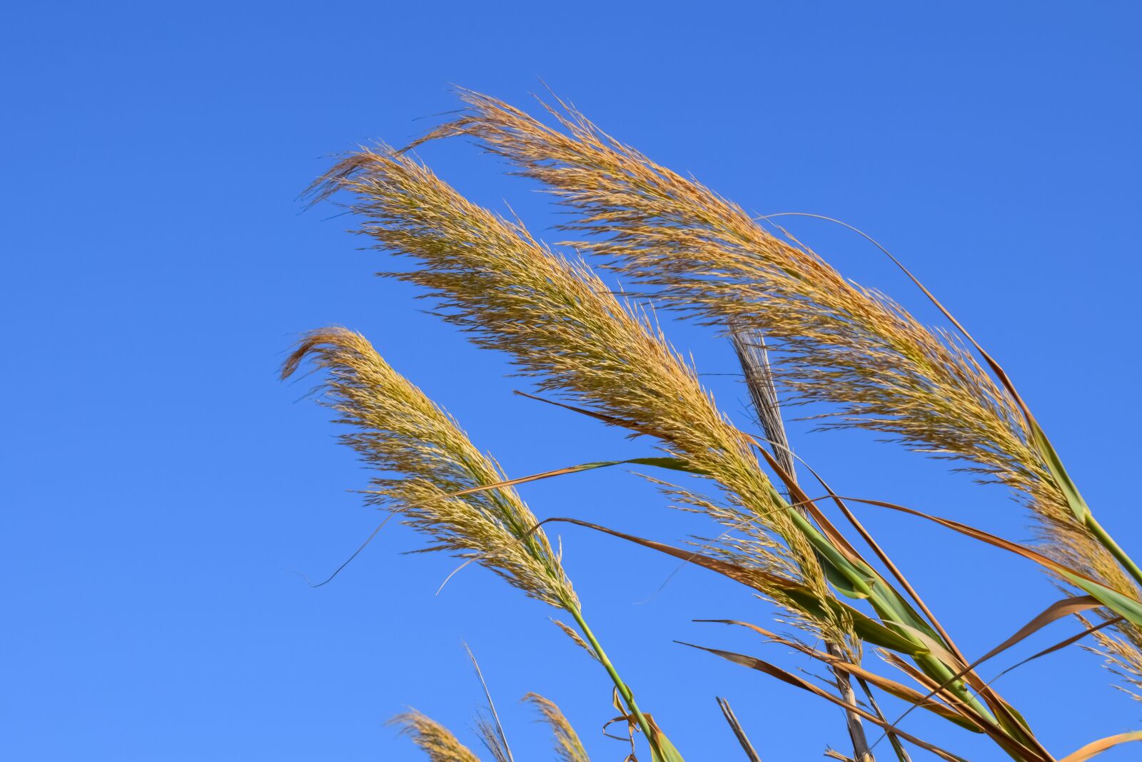 Nikon D3300 sample photo. Reeds, summer, nature photography