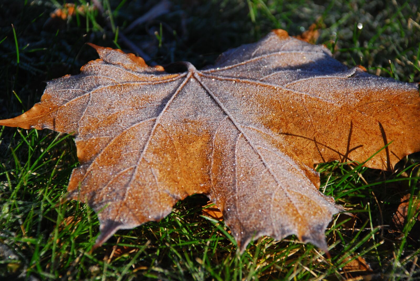 Nikon D80 sample photo. Autumn, leaf, fallen leaves photography