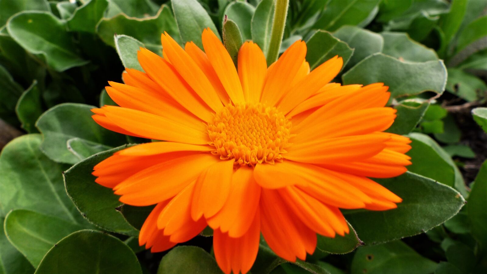 Panasonic Lumix DMC-FZ200 sample photo. Plant, nature, flower photography
