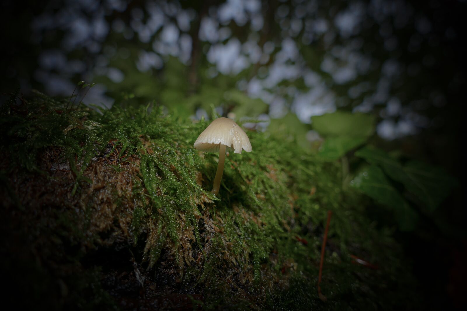 Panasonic Lumix DMC-FZ1000 sample photo. Mushroom, autumn, nature photography