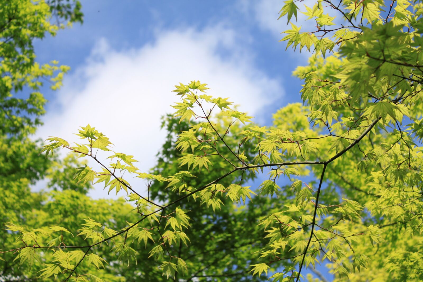 Canon EOS 500D (EOS Rebel T1i / EOS Kiss X3) sample photo. Kaede, maples, fresh green photography