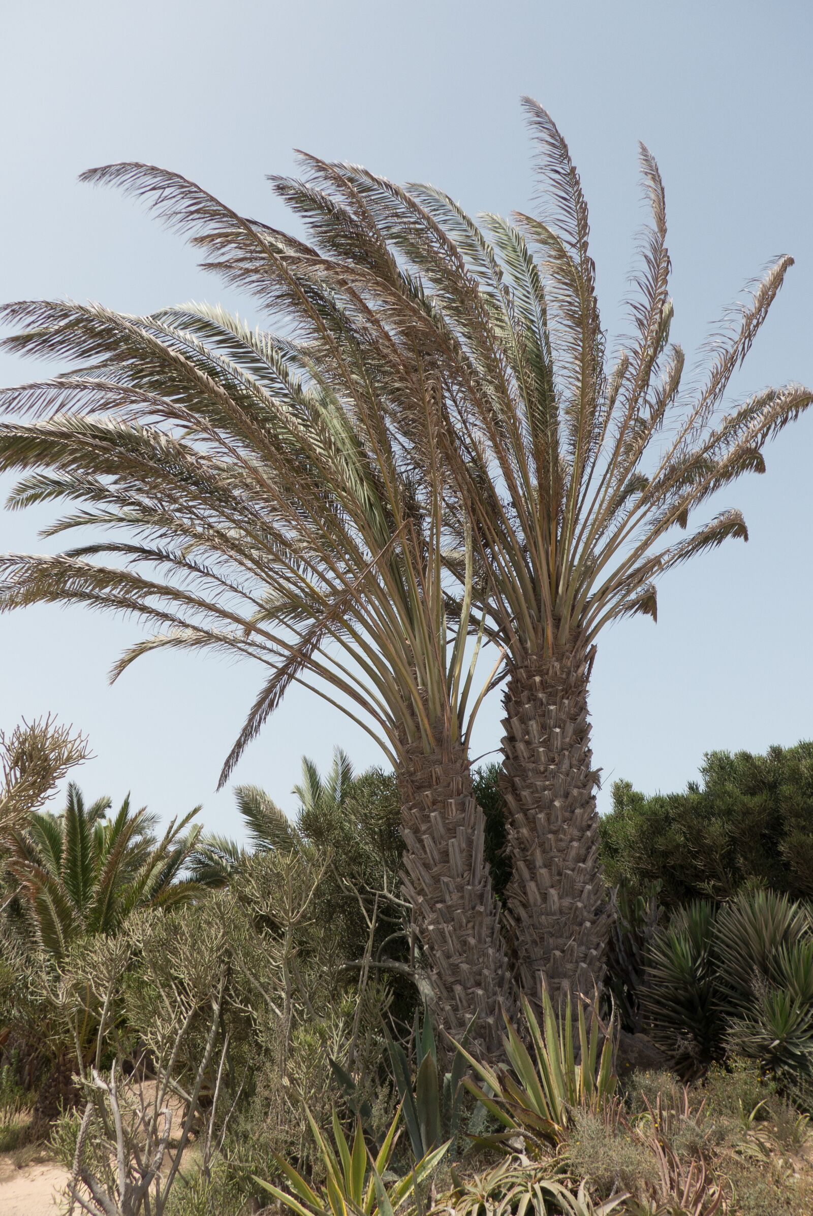 Panasonic Lumix DMC-LF1 sample photo. Palm trees, fuerteventura, nature photography