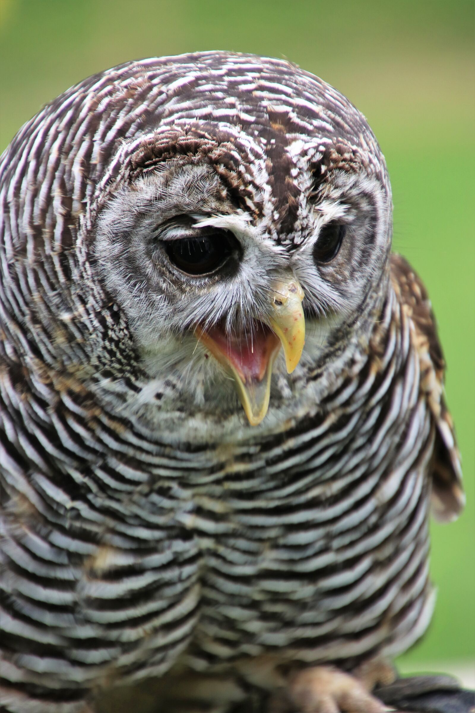 Canon EOS 80D sample photo. Chaco owl, owl, bird photography