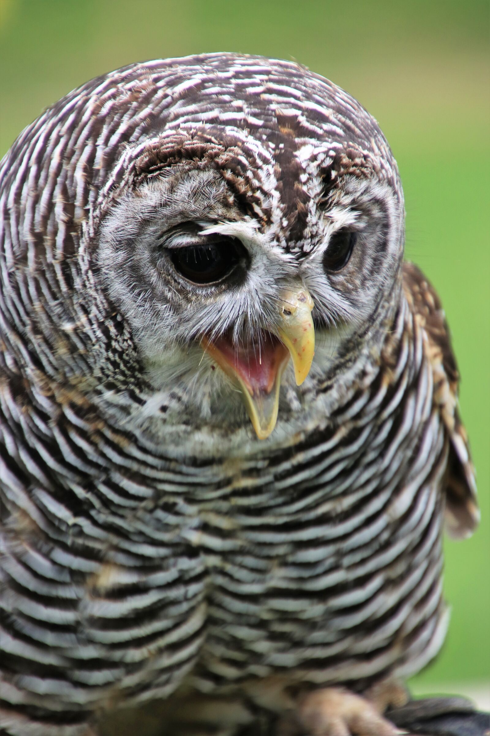 Canon EOS 80D + Tamron 16-300mm F3.5-6.3 Di II VC PZD Macro sample photo. Chaco owl, owl, bird photography