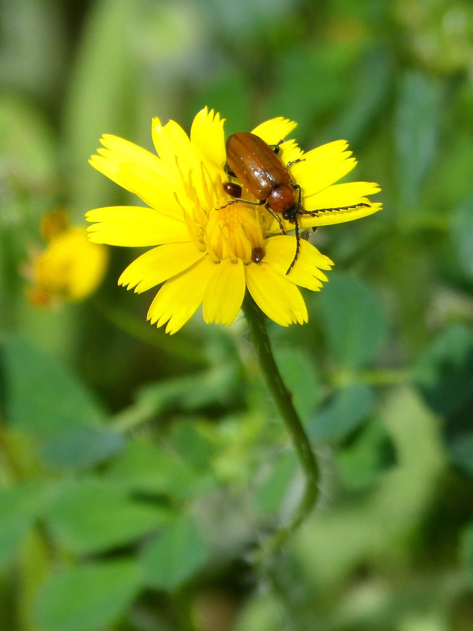 Panasonic DMC-FZ62 sample photo. Weevil, young, beetle photography