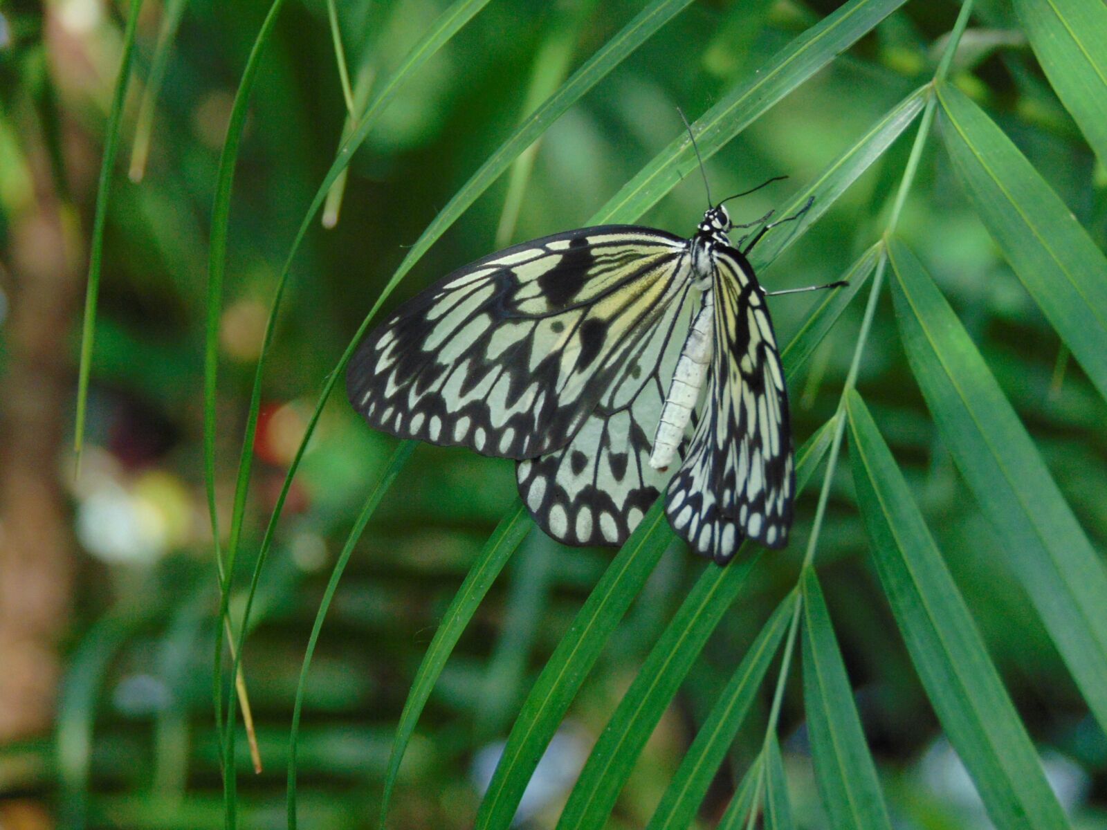 Sony Cyber-shot DSC-H300 sample photo. Butterfly, nature, wings photography