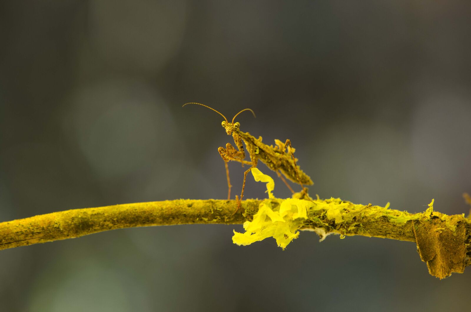 Nikon D5100 sample photo. Mimicry, mantis, montane forest photography
