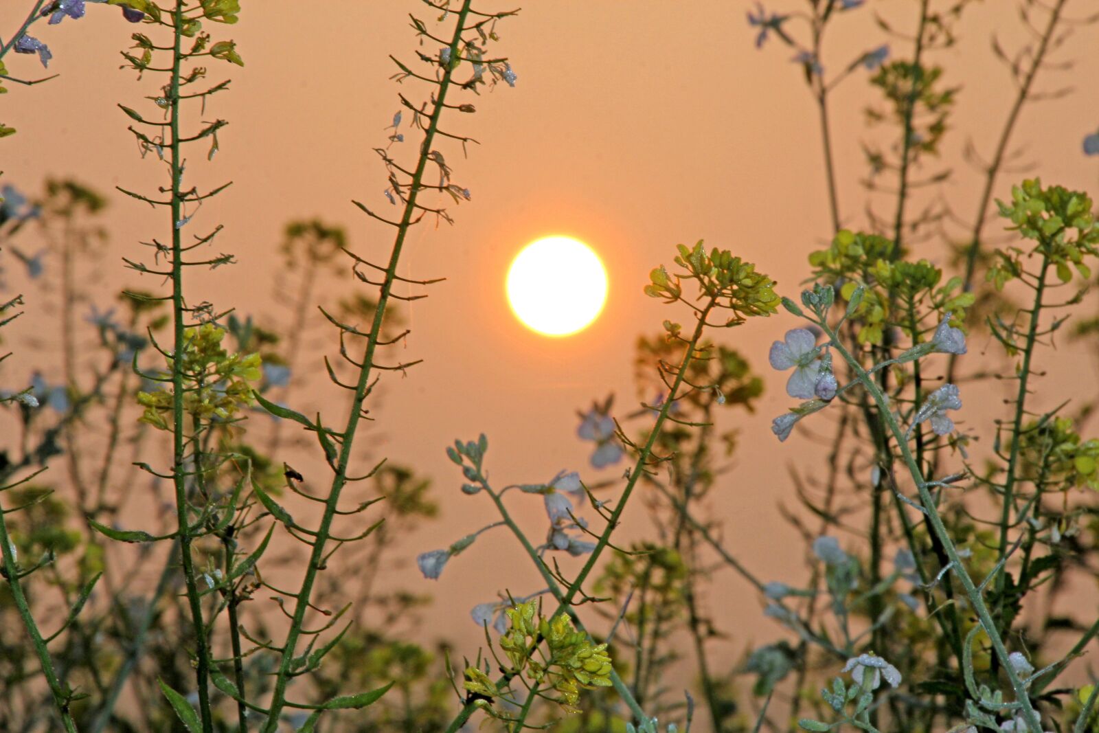 Canon EOS 60D sample photo. Sun, sunrise, fog photography