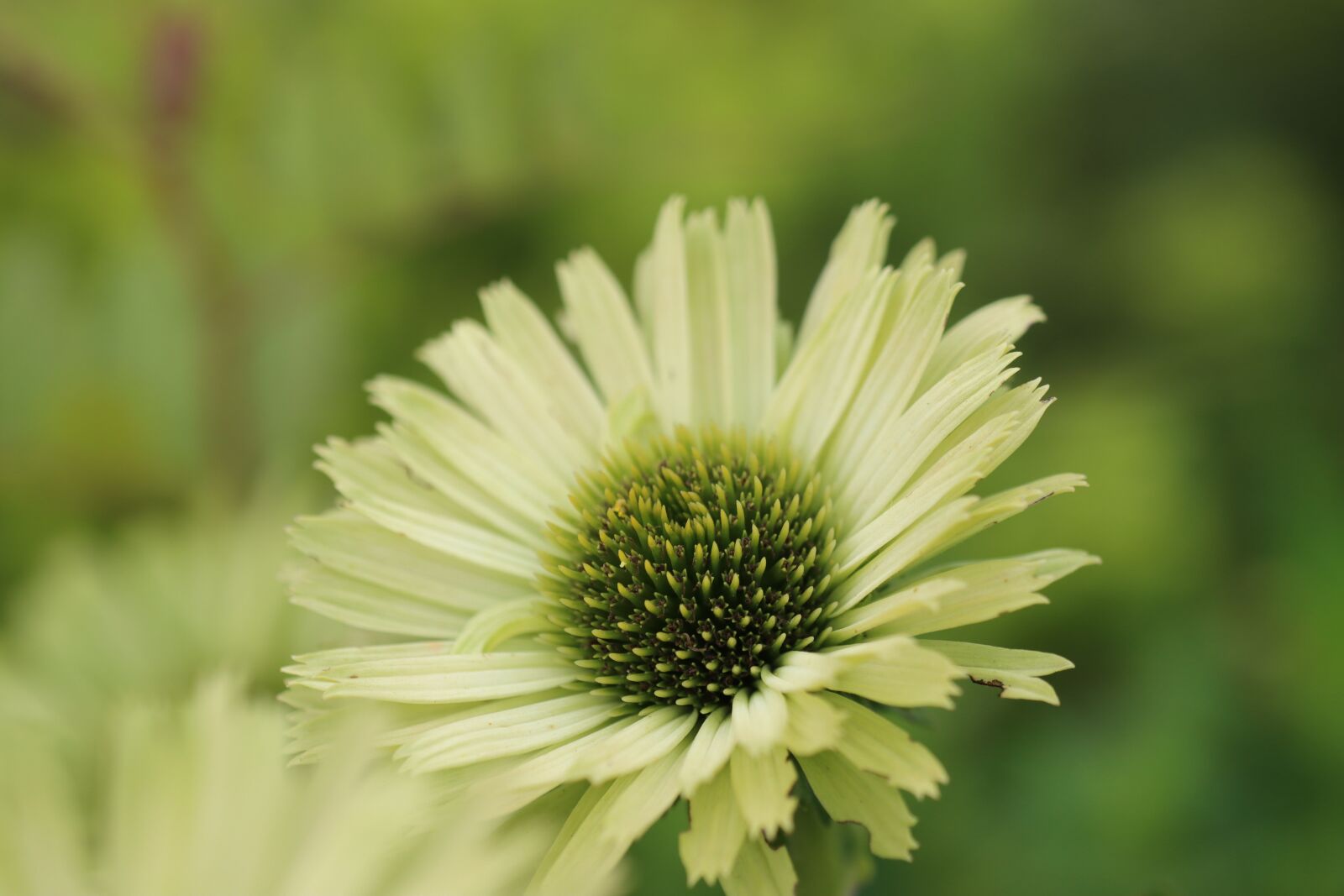 Canon EF 180mm F3.5L Macro USM sample photo. Flower, pollen, blossom photography