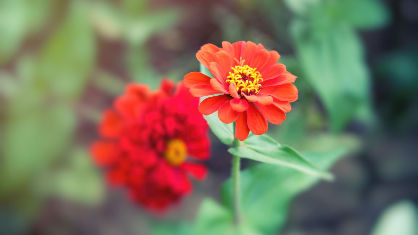 Nikon D750 sample photo. Flower, flowers, red photography