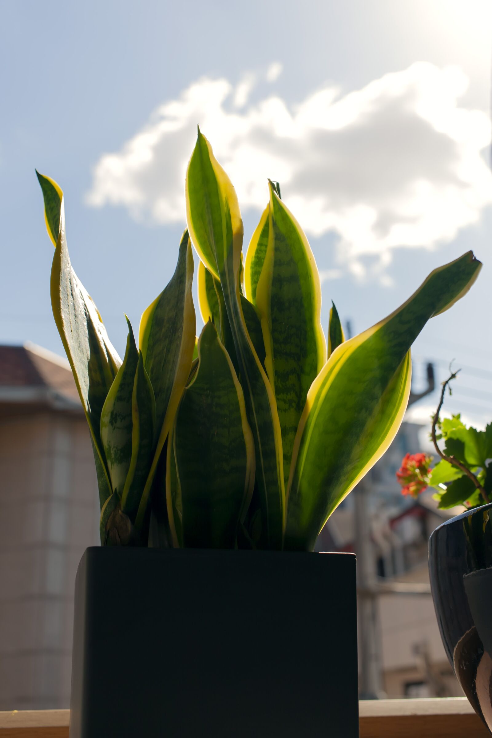 Canon EOS 5D sample photo. House plant, flower pot photography