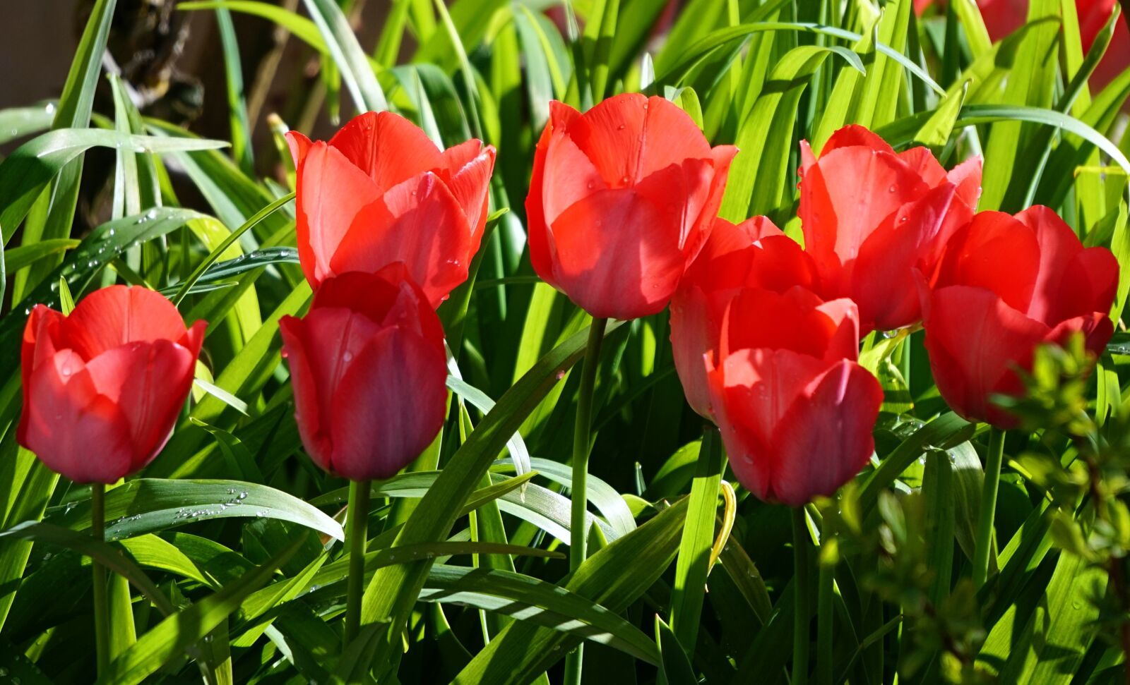 Sony Alpha a5000 (ILCE 5000) + Sony E 55-210mm F4.5-6.3 OSS sample photo. Nature, garden, tulip photography