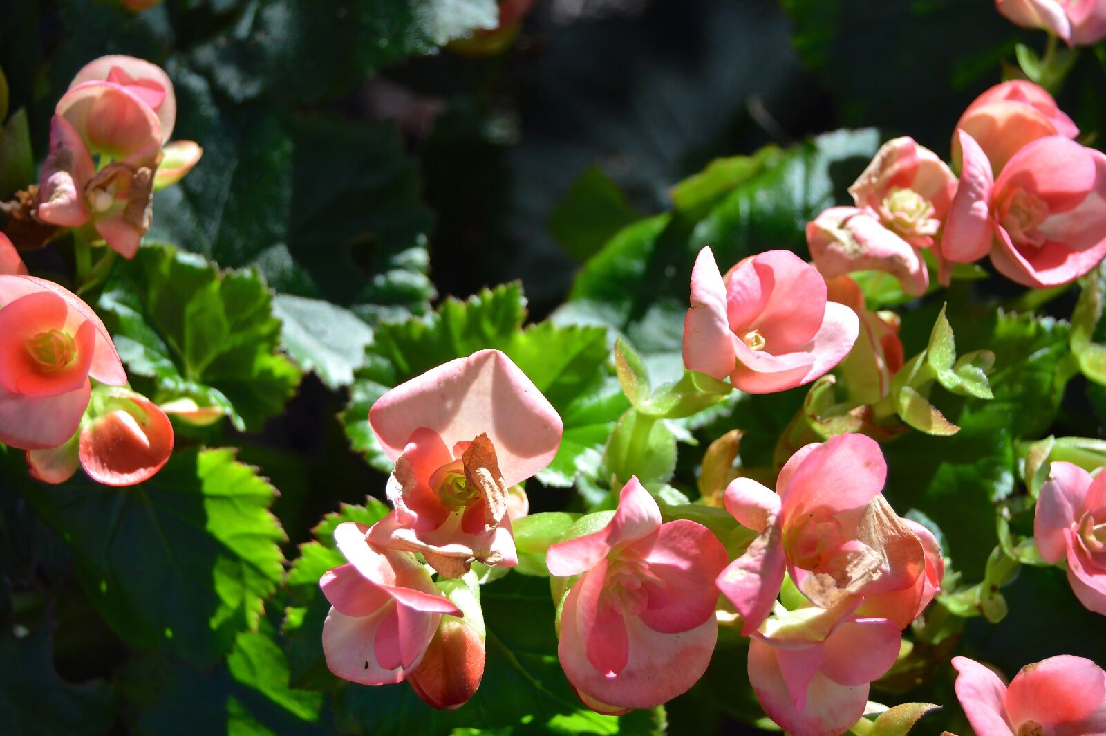Nikon D3200 sample photo. Flowers, flower bed, garden photography