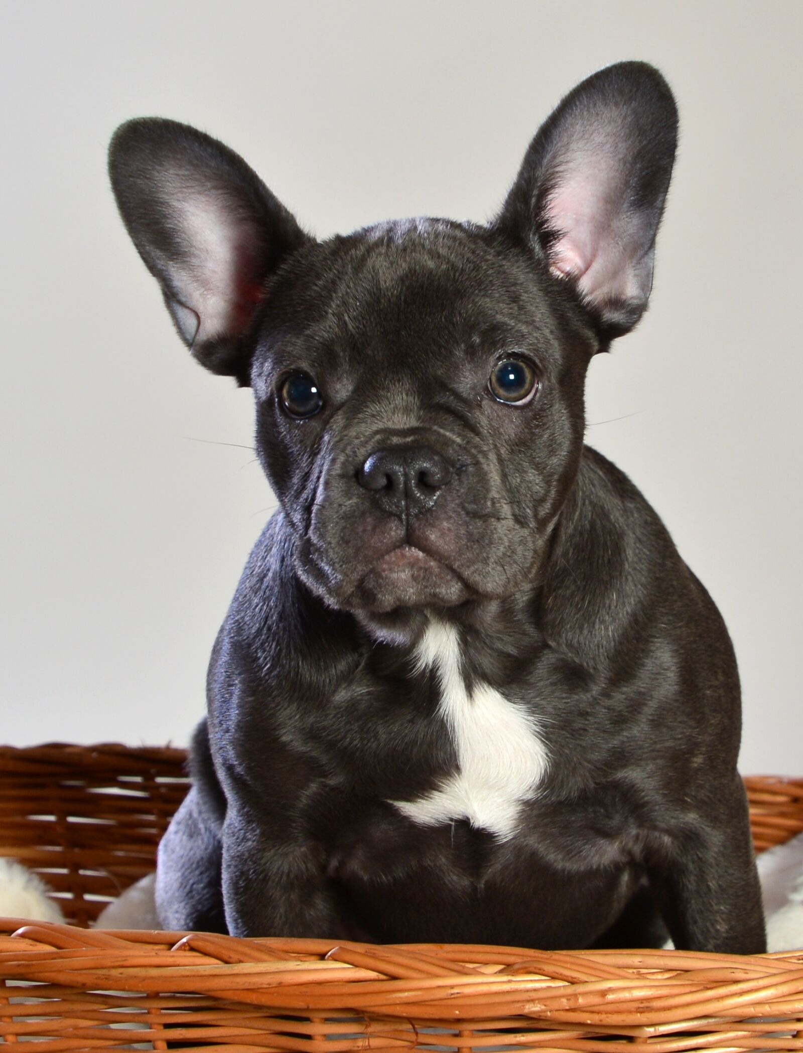 Nikon D600 sample photo. French bulldog, dog, animal photography