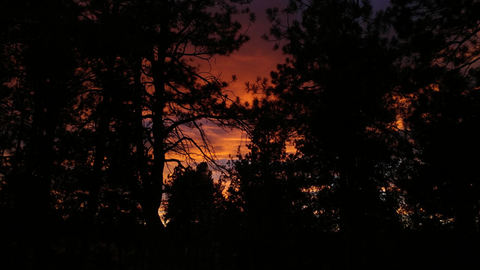 LG V20 sample photo. Trees, sunset, night photography