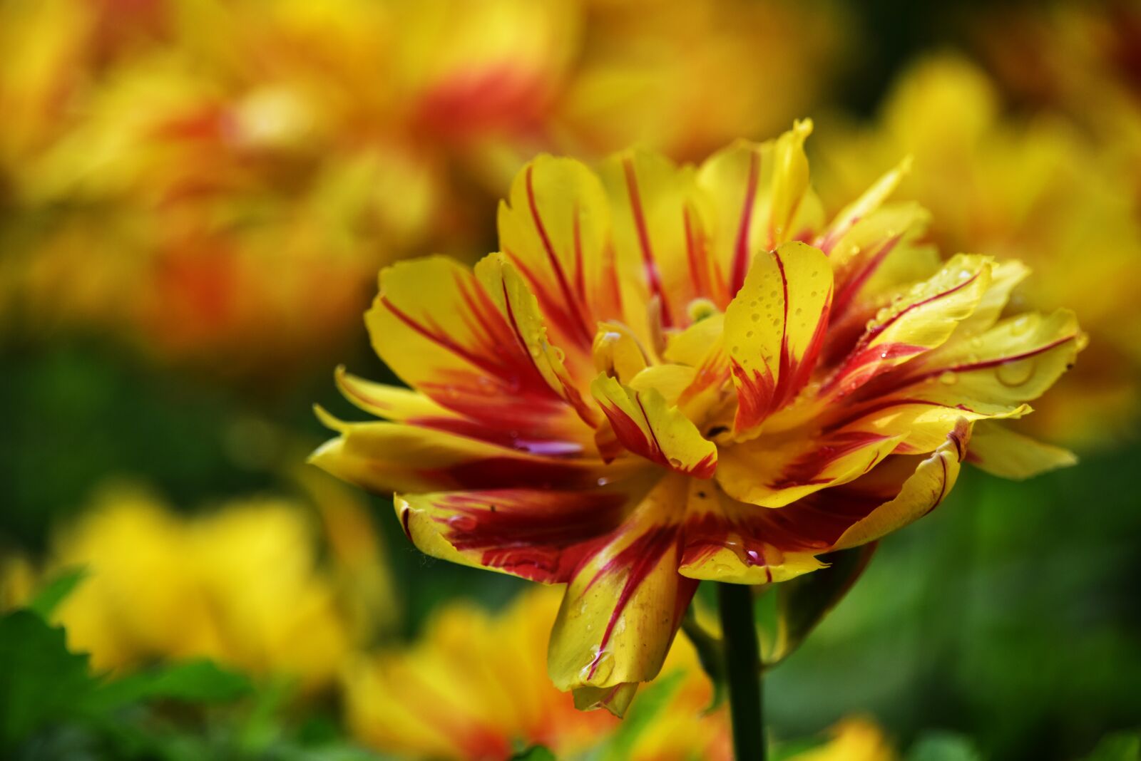 Nikon D810 sample photo. Flower, dew, plant photography