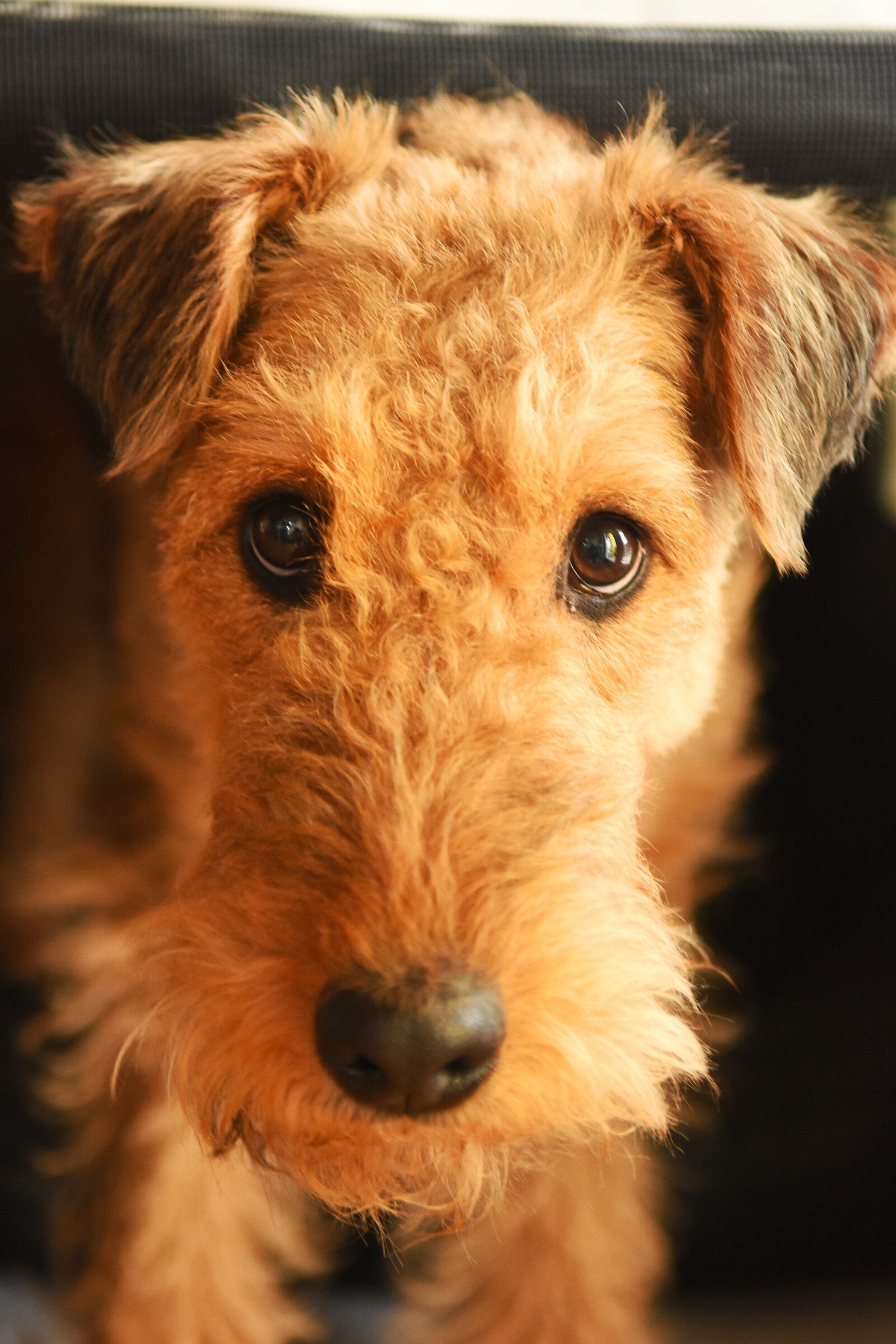 Nikon D7200 sample photo. Dog, airedale terrier, animal photography