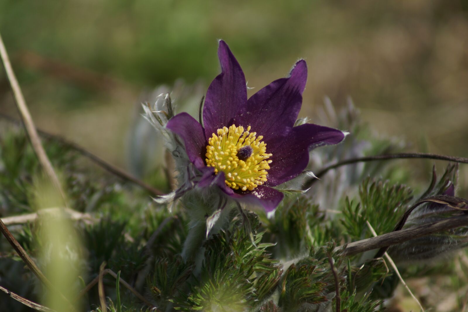 Sony SLT-A77 sample photo. Flower, spring, floral photography