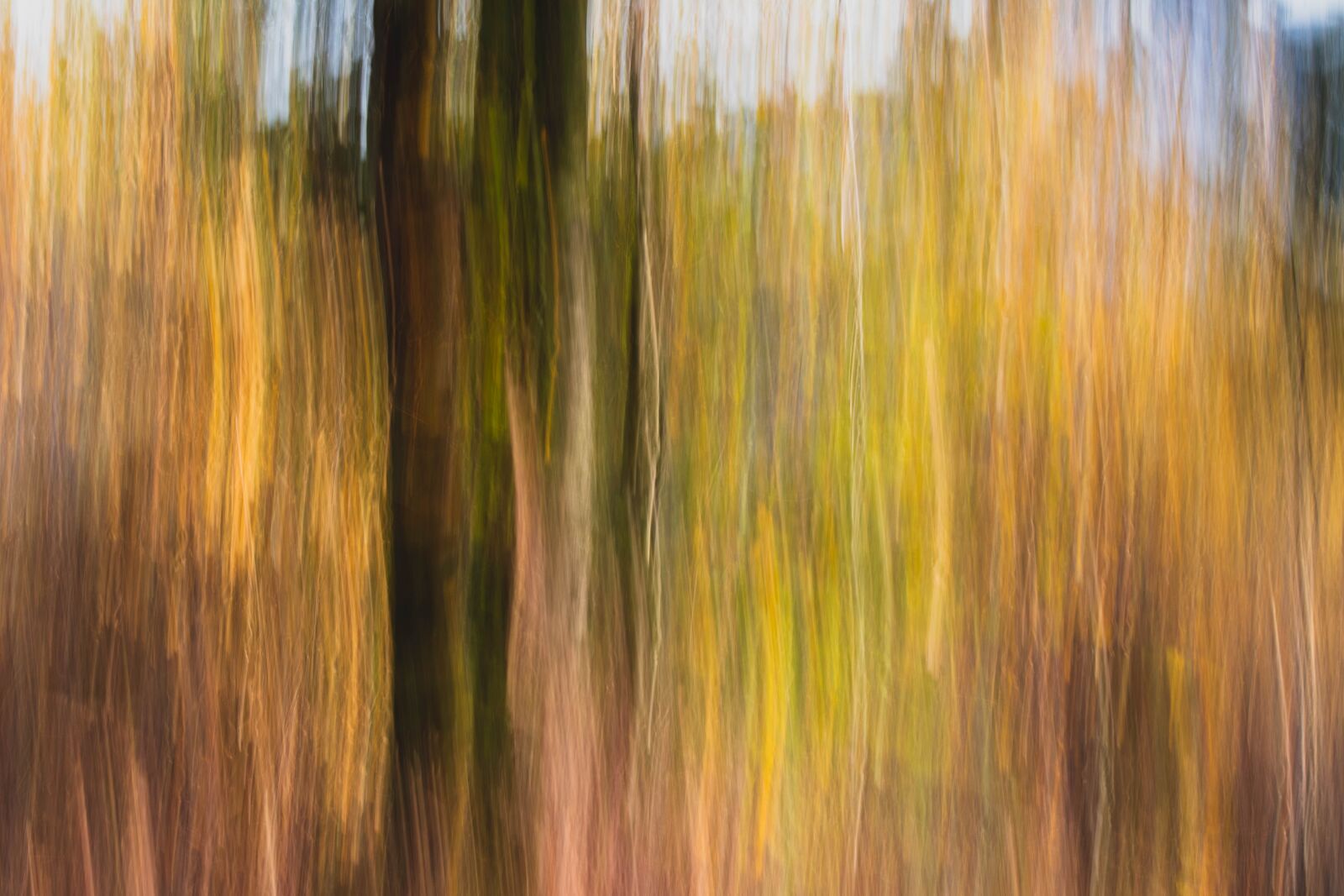 Canon EOS 800D (EOS Rebel T7i / EOS Kiss X9i) sample photo. Forest, autumn, abstraction photography