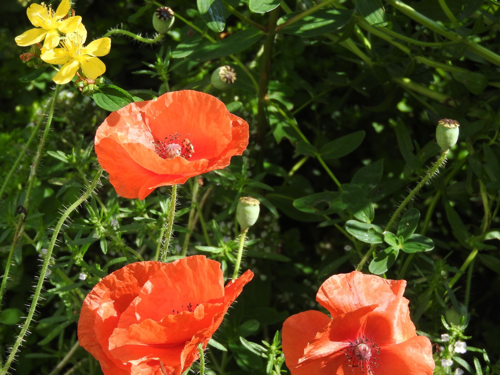 Nikon Coolpix P610 sample photo. Poppy, poppy flower, flowers photography