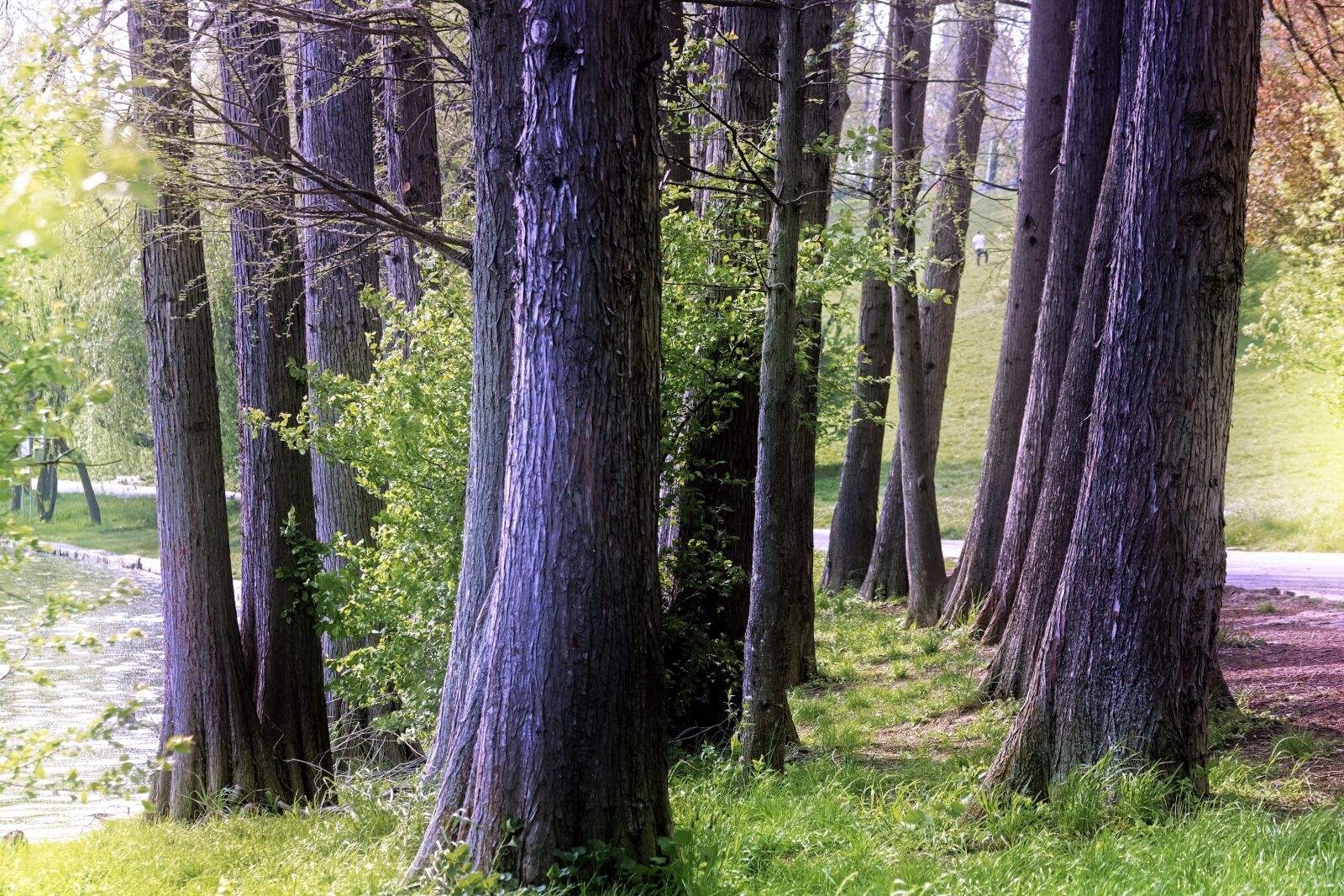 Nikon D5300 sample photo. Landscape, nature, trunks photography
