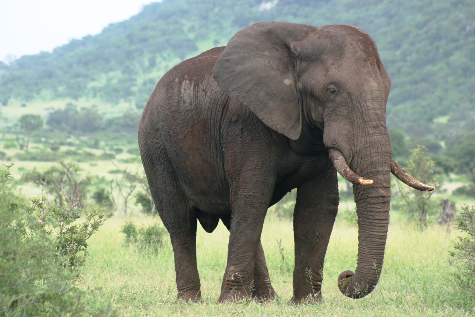 Canon EOS 400D (EOS Digital Rebel XTi / EOS Kiss Digital X) sample photo. African, elephant, bull photography