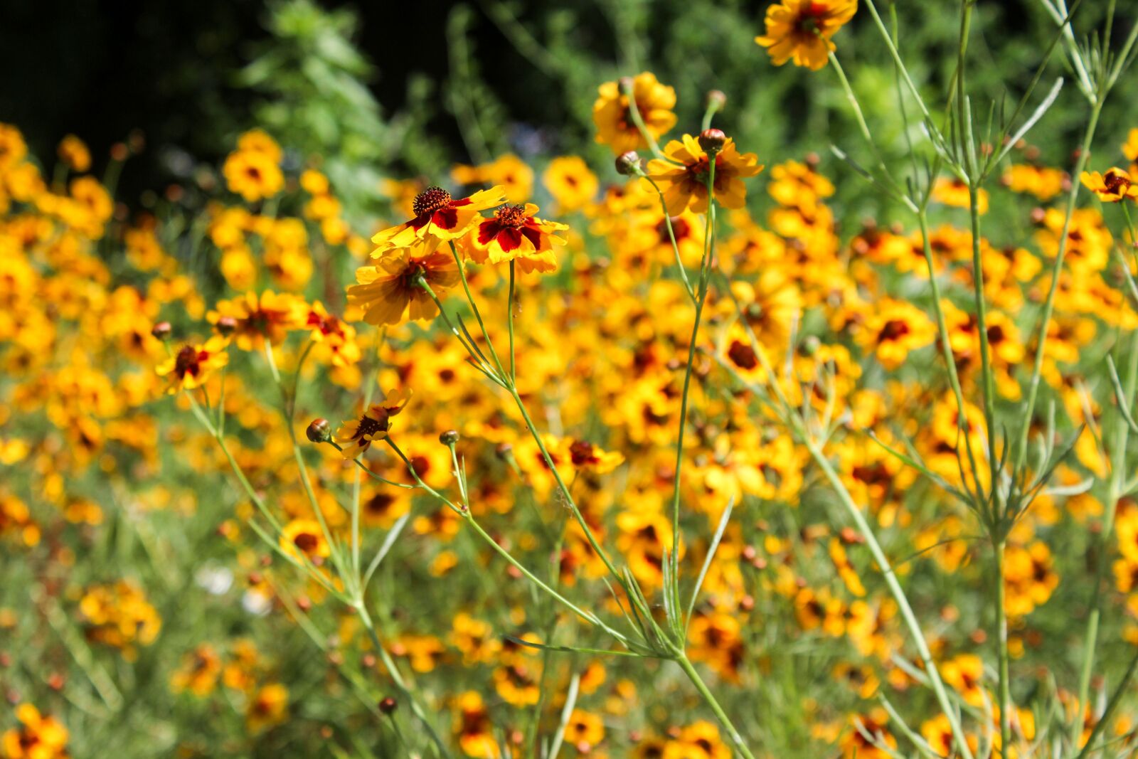 Canon EOS 600D (Rebel EOS T3i / EOS Kiss X5) sample photo. Bokeh, bright, flowers photography