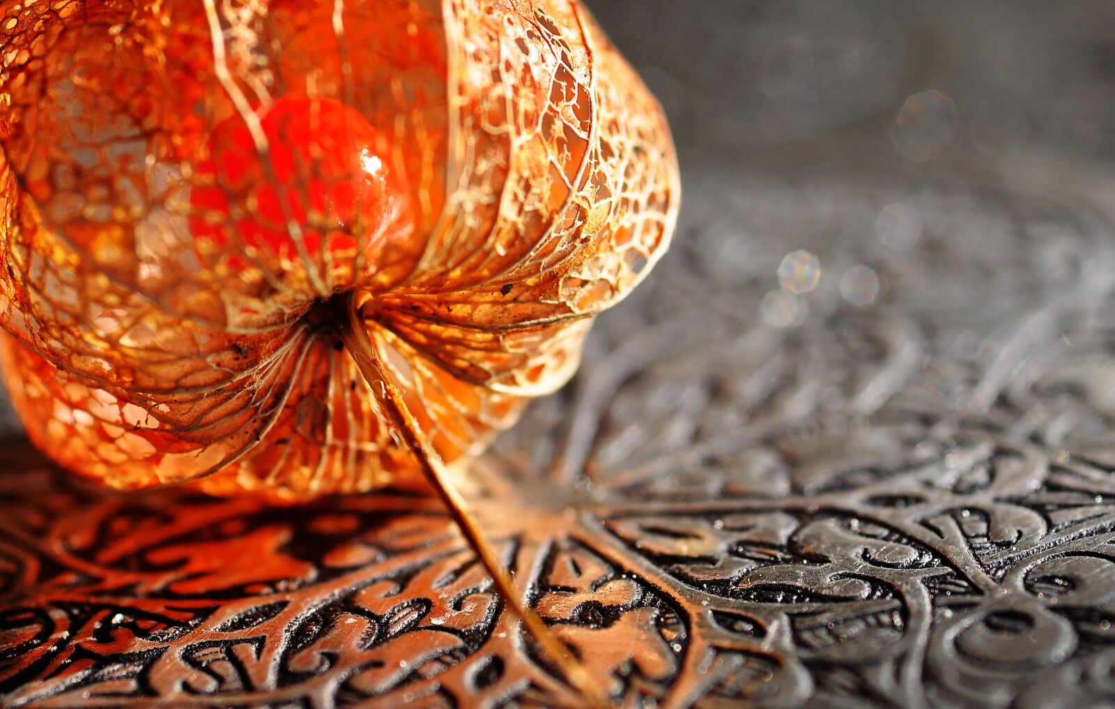Nikon D90 sample photo. Autumn, physalis, lampionblume photography