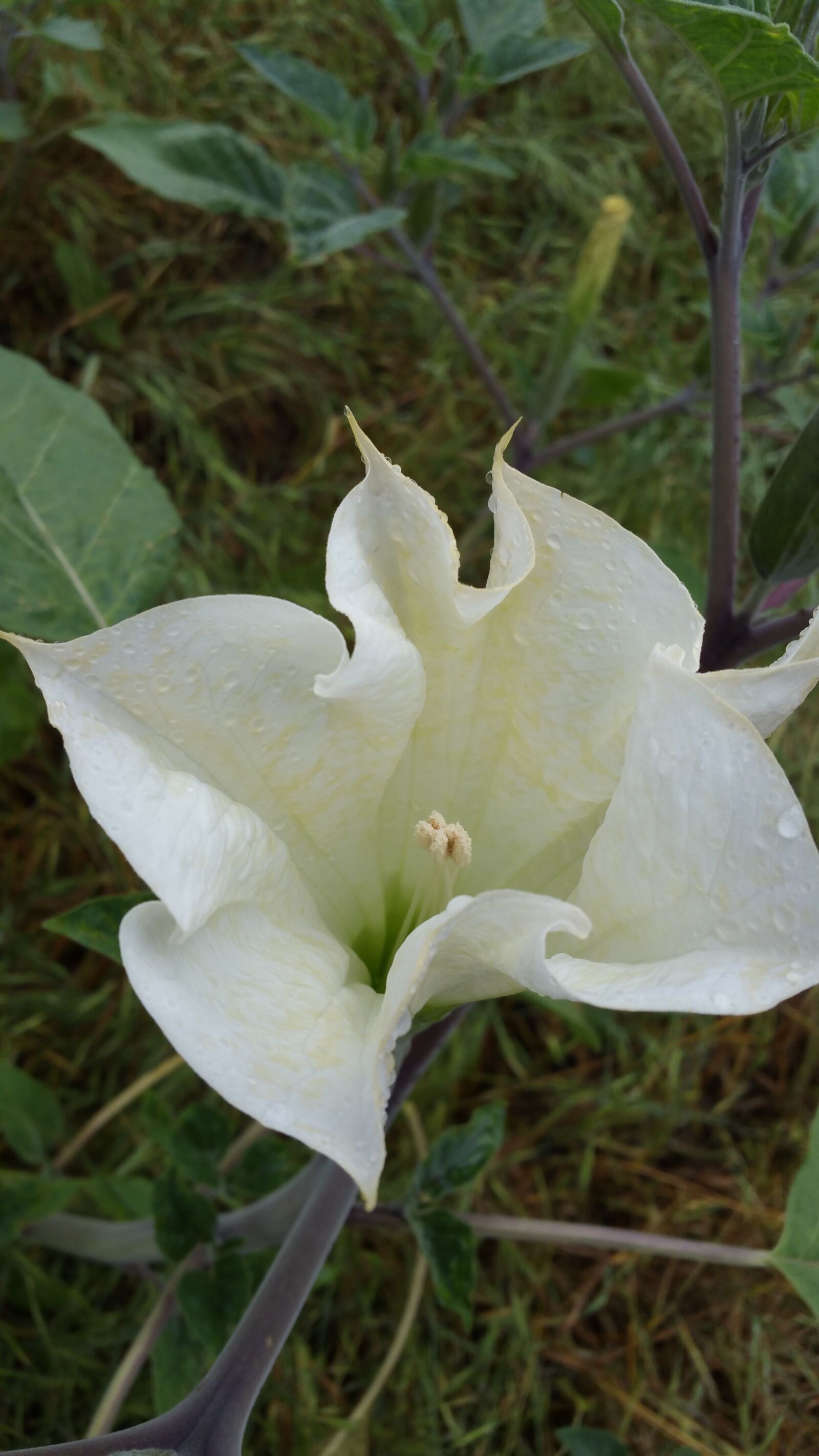 Samsung Galaxy Note4 sample photo. Datura, macro, blossom photography
